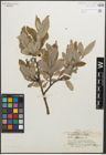 Foto von Salix glauca L.